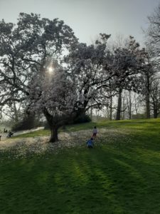 barbieux-park-roubaix